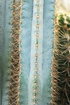 Cacti Royalty Free Stock Images