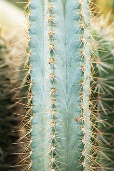 Cacti Stock Images