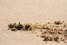 Ghost Crab Stock Photo
