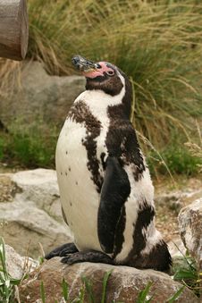 Humboldt Penguin Stock Image Humboldt Penguin Stock Image