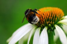 Bee On Coneflower Royalty Free Stock Photography Bee On Coneflower Royalty Free Stock Photography