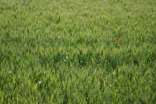 Field Of Wheat With Poppy Stock Image Field Of Wheat With Poppy Stock Image