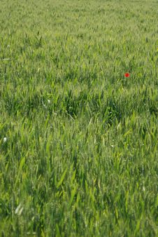 Field Of Wheat With Poppy Royalty Free Stock Photo Field Of Wheat With Poppy Royalty Free Stock Photo