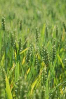 Field Of Wheat Royalty Free Stock Photos Field Of Wheat Royalty Free Stock Photos