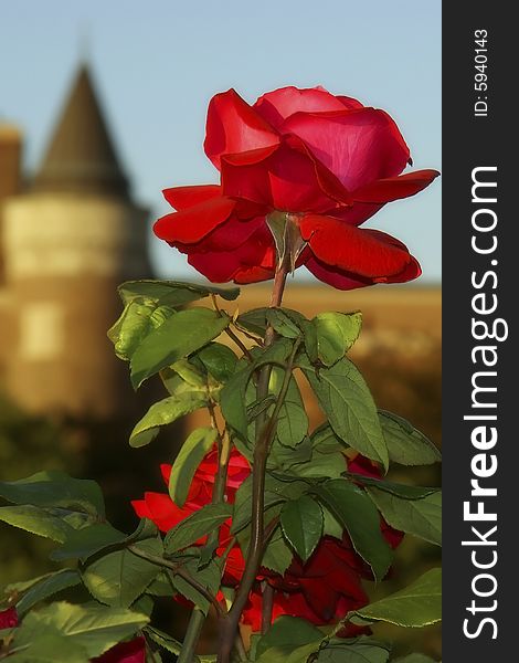 A beautiful rose in a sunny evening. The tower in the background witnesses the splendour.