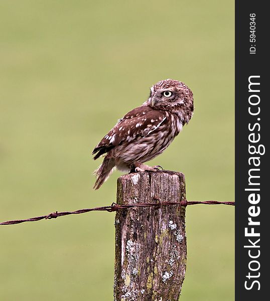 A Little Owl perched on a fence post. Captured on farmland in the UK.