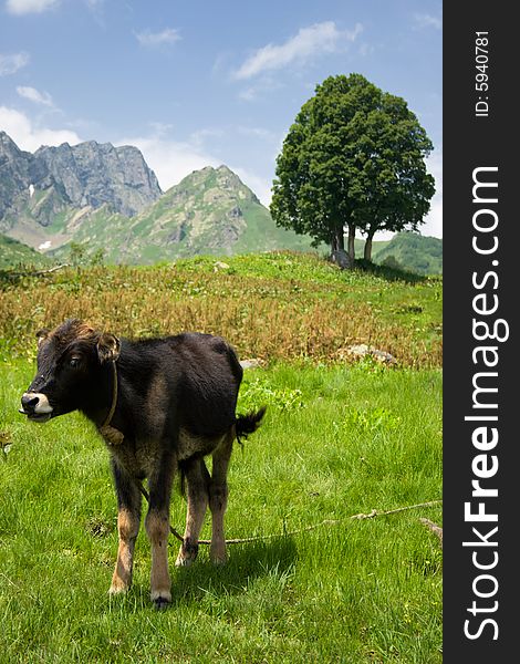 The bull-calfe. The Alpine meadows. Abkhazia.