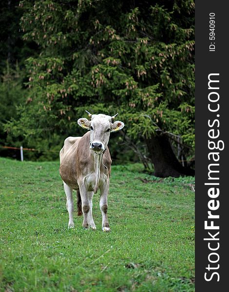 Young brown cow standing in the grass