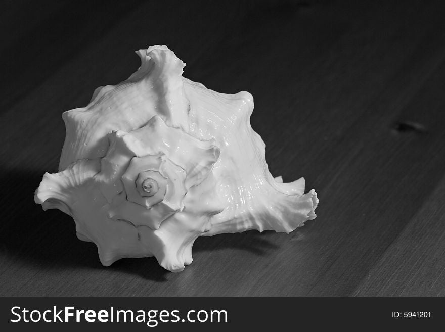 Black-and-white empty clam-shell on the wooden background. Black-and-white empty clam-shell on the wooden background