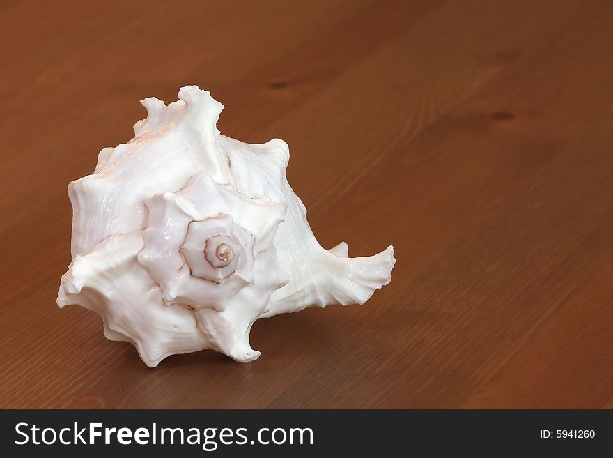 White empty clam-shell on the wooden background