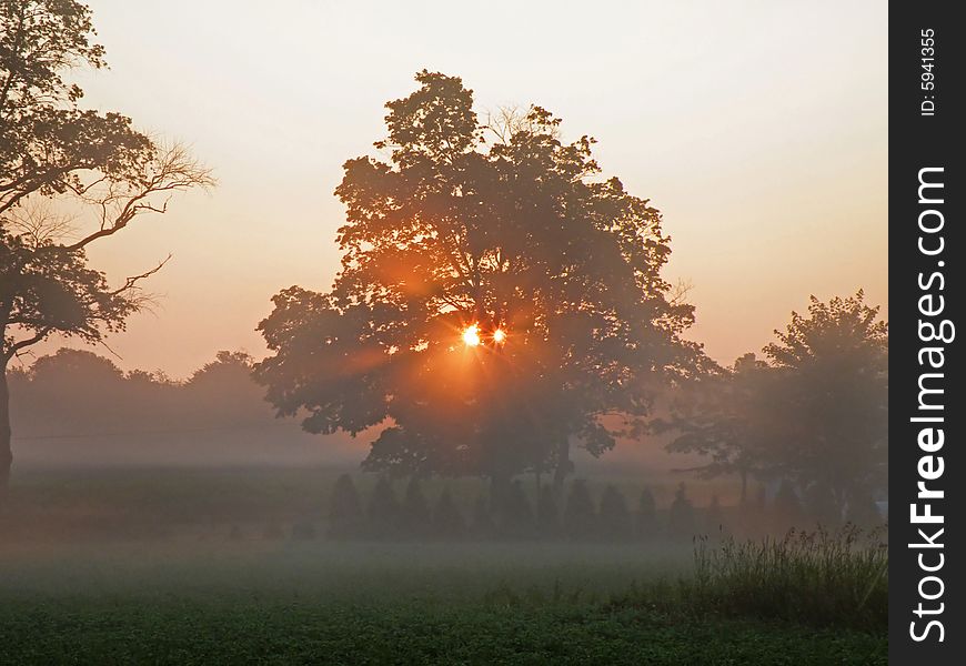 Glowing sunrise through the tree in the mist. Glowing sunrise through the tree in the mist.