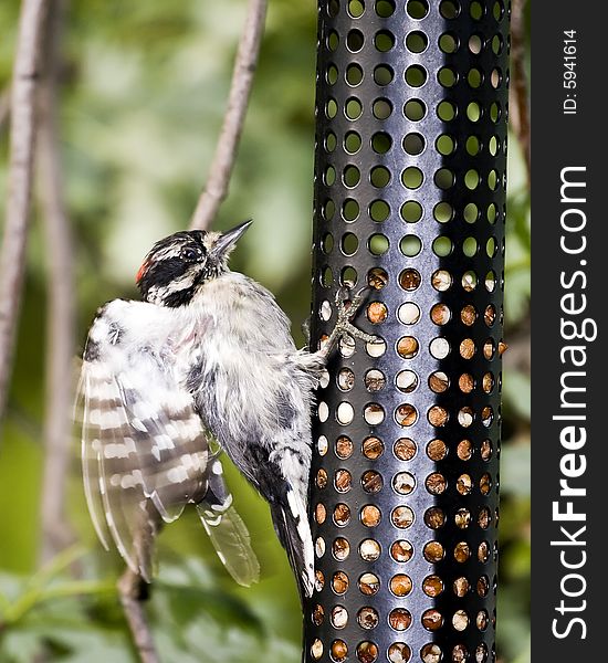 Woodpecker at peanut feeder. Closeup wings in motion. Woodpecker at peanut feeder. Closeup wings in motion