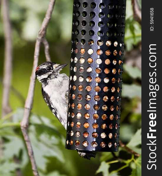 Woodpecker at peanut feeder. Closeup. Woodpecker at peanut feeder. Closeup