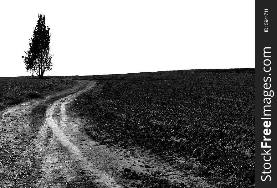 High key picture of lonely tree in an agricultural land