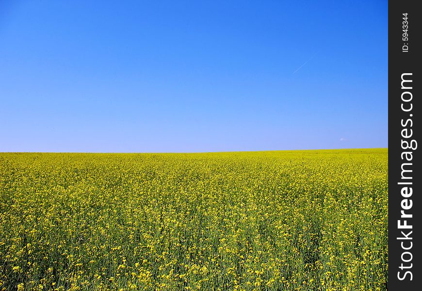 Summer meadow under bright blue sky