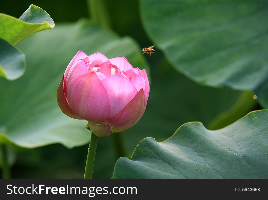 Bees working on the lotus. Bees working on the lotus