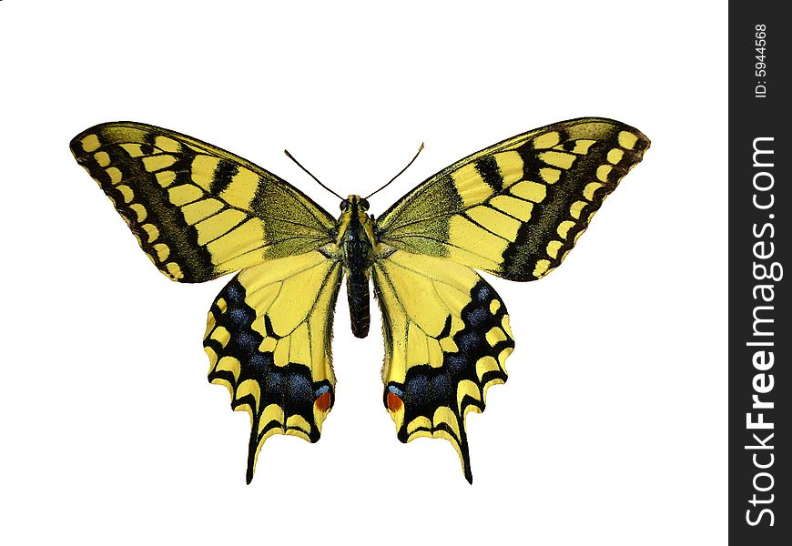 Butterfly (Papilio Machaon)