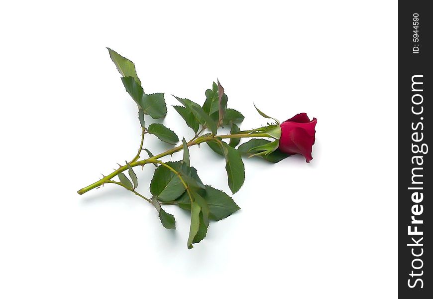 Red Rose, Isolated on White. Red Rose, Isolated on White
