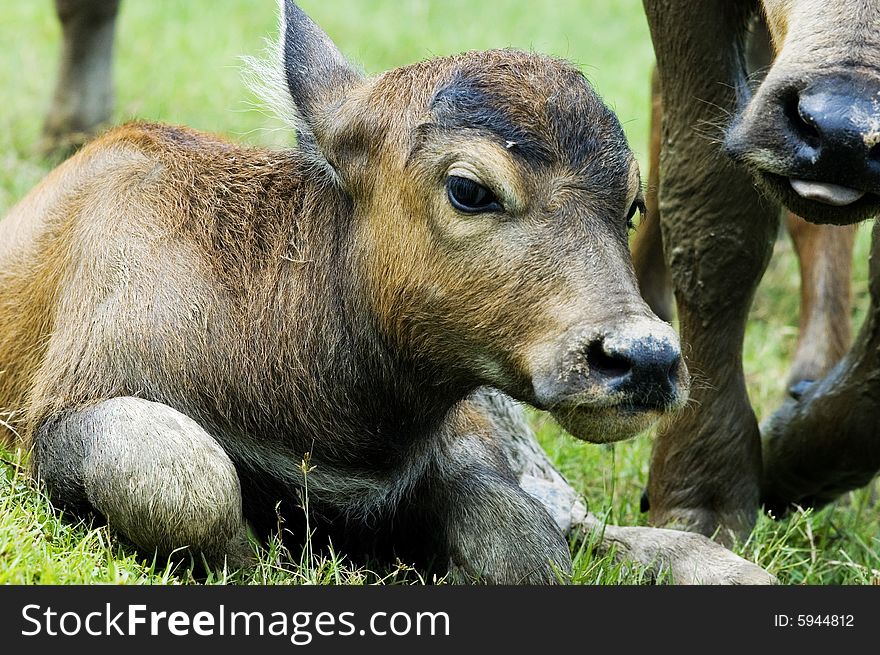 The water buffalo at the meadow