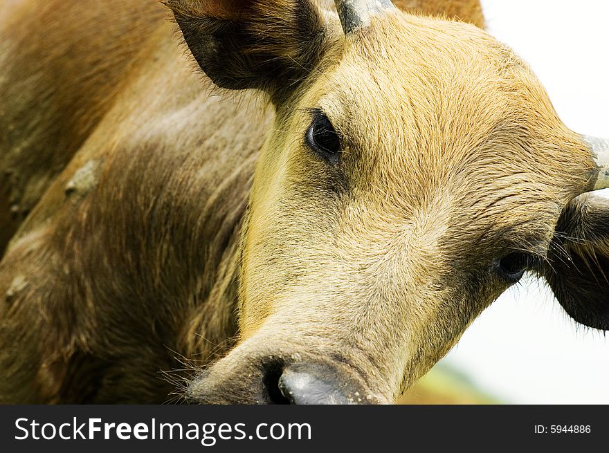 The water buffalo at the meadow