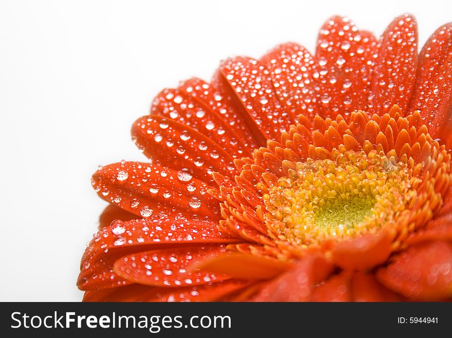 Tender red daisy on white with water-drops