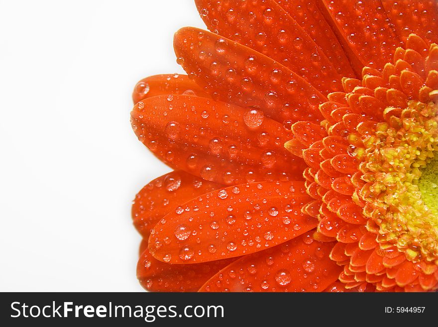 Tender red daisy on white with water-drops