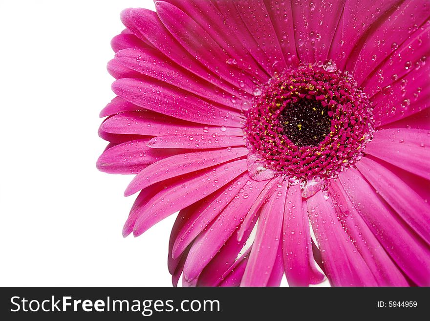 Tender pink daisy on white with water-drops