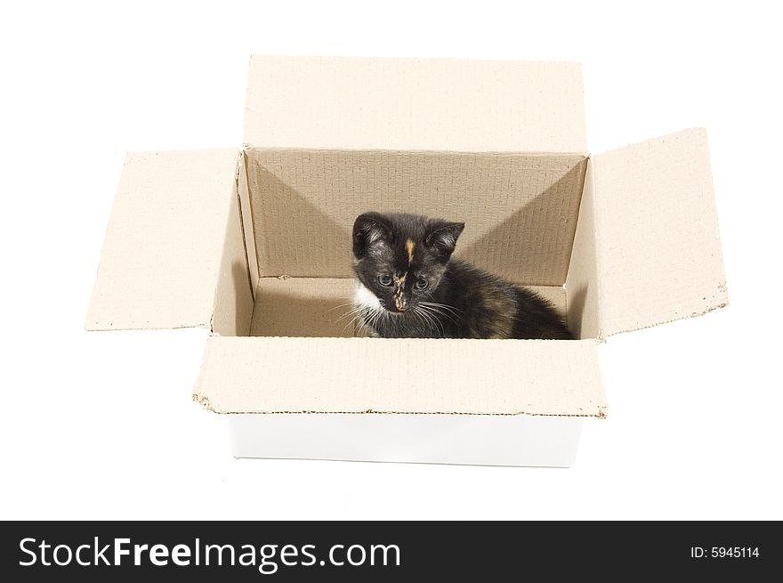 Cute kitten in a cardboard box isolated on white. Cute kitten in a cardboard box isolated on white