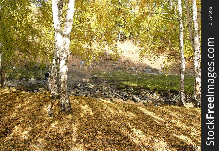 In autumn ,all the leaves of silver birch turn to golden.The sunshine give the silver birch a beautiful shadow on the golden leaves. In autumn ,all the leaves of silver birch turn to golden.The sunshine give the silver birch a beautiful shadow on the golden leaves.