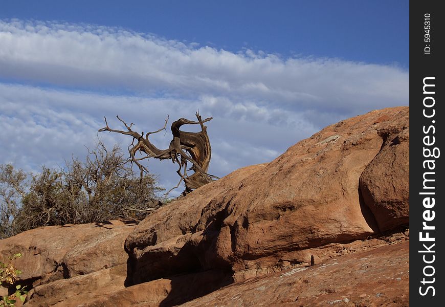 Fujifilm, Finepix, Utah, Arches, dead, tree, natinal park, cloud, red rocks, natural secene. Fujifilm, Finepix, Utah, Arches, dead, tree, natinal park, cloud, red rocks, natural secene