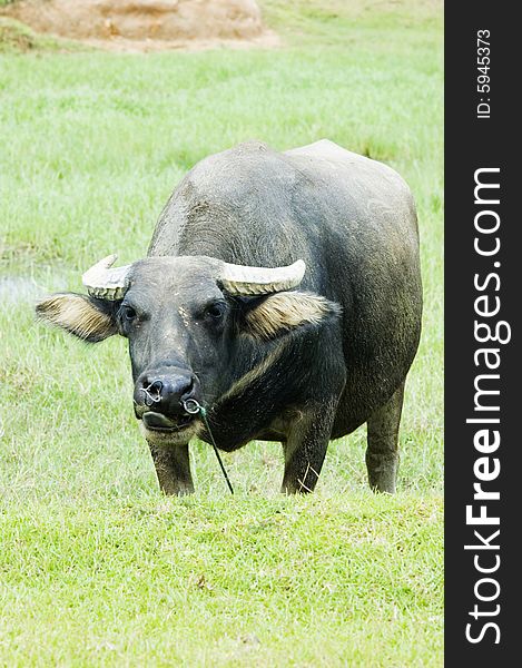 The water buffalo at the meadow