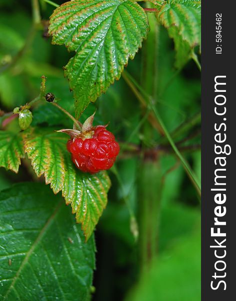 Ripe raspberry on a tree.