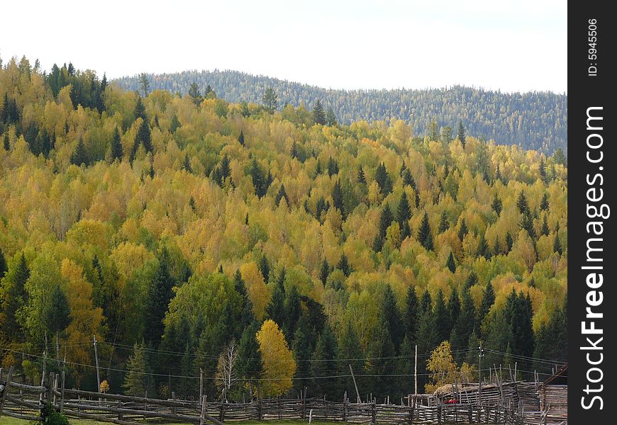 The yellow and green birch forest covers the mountain like a huge carpet. The yellow and green birch forest covers the mountain like a huge carpet