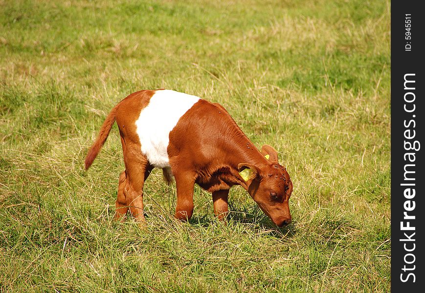 A dutch belted calf in a meadow. A dutch belted calf in a meadow