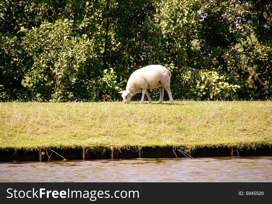 A lamb grazing at the dike. A lamb grazing at the dike