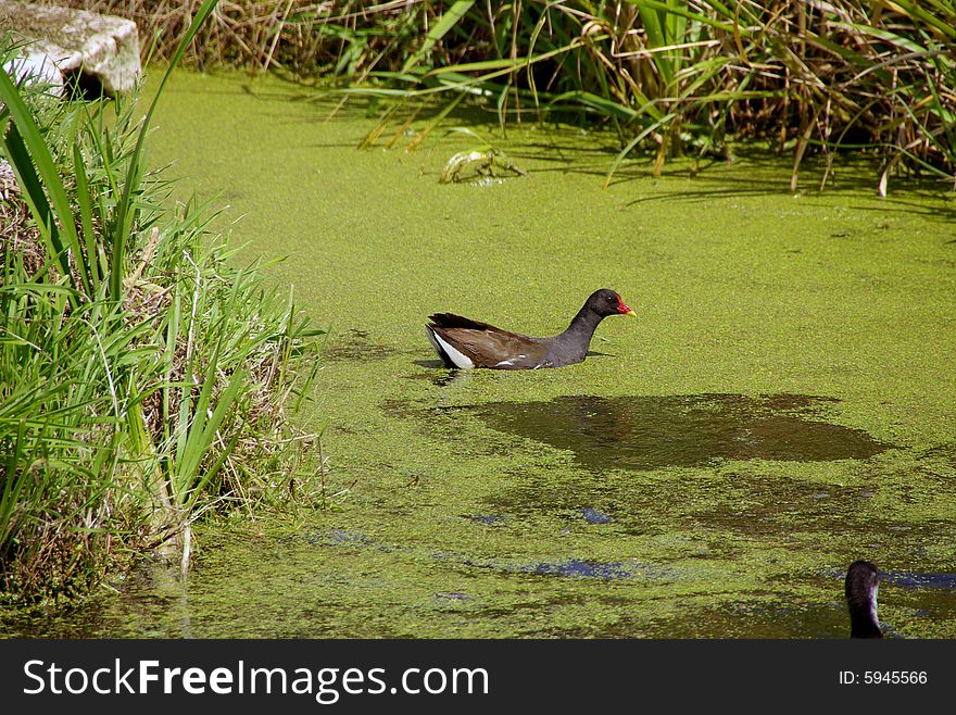 A little crake in a ditch with duckweed