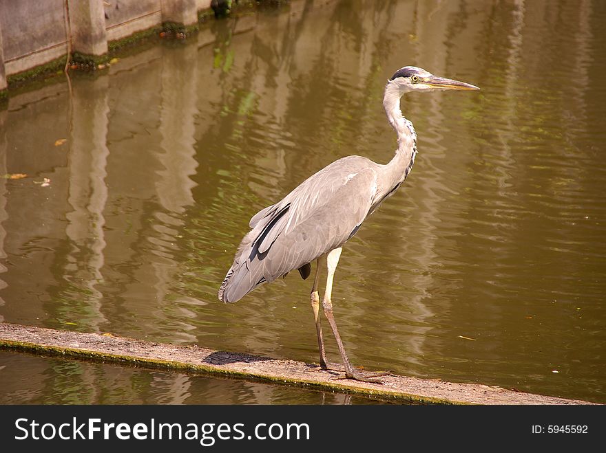 A grey heran standing at the waterside. A grey heran standing at the waterside