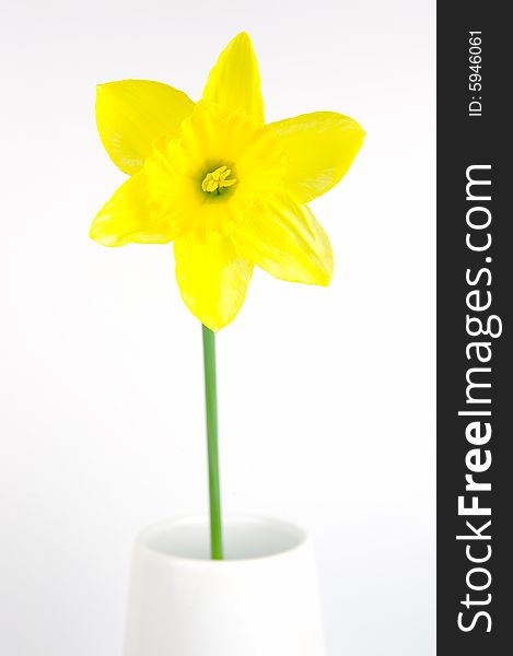 Daffodils isolated against a white background