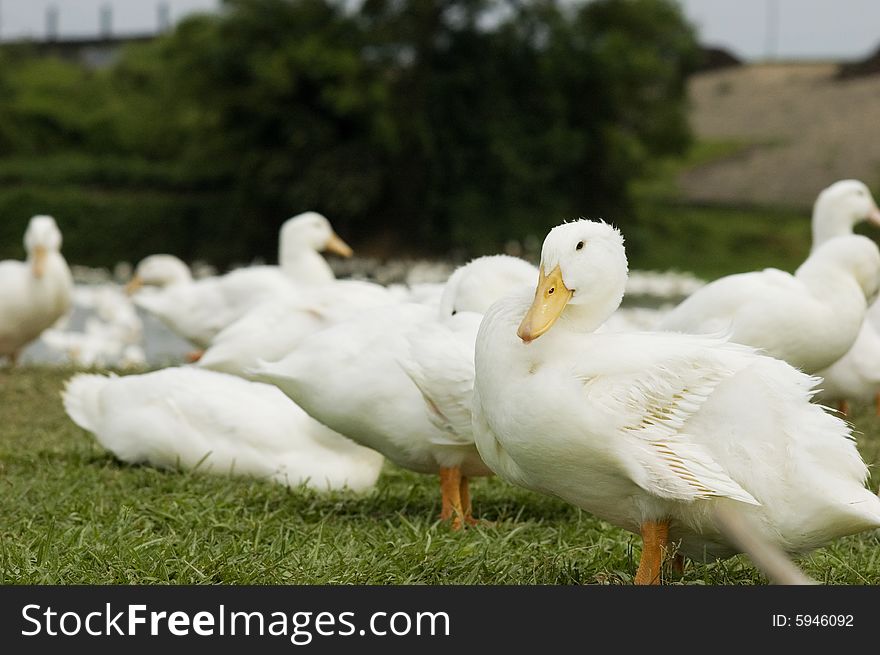 The duck in the grasses of  a meadow .