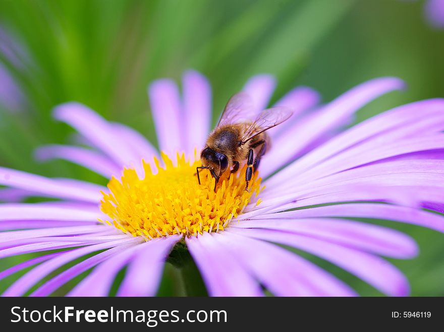 Image of beautiful  violet flower and bee