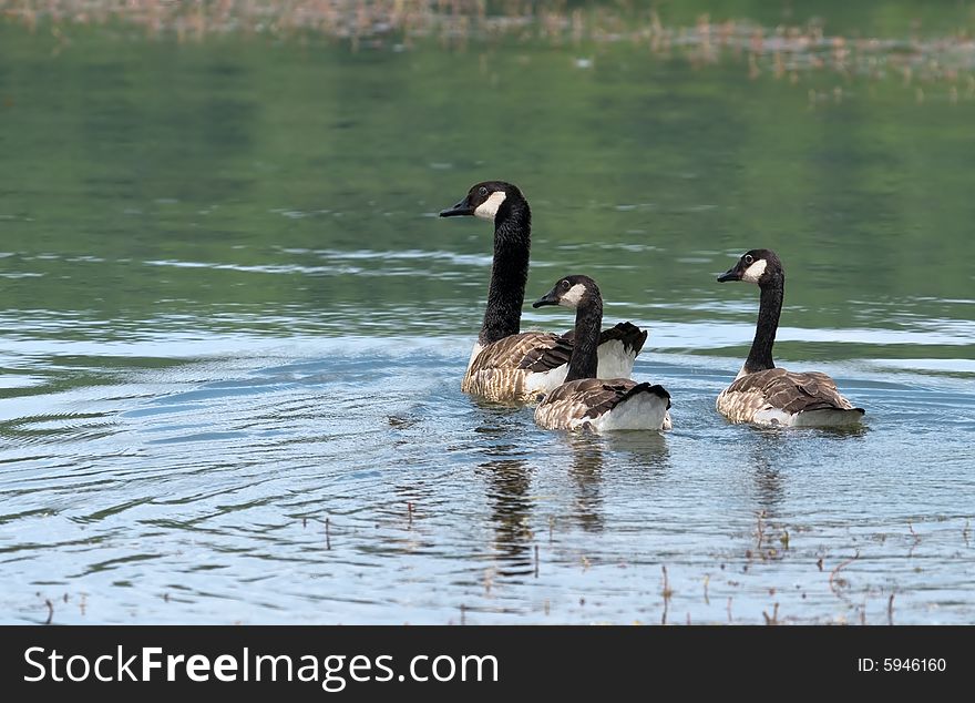 Adult canada goose and two juveniles swimming in a lake. Adult canada goose and two juveniles swimming in a lake