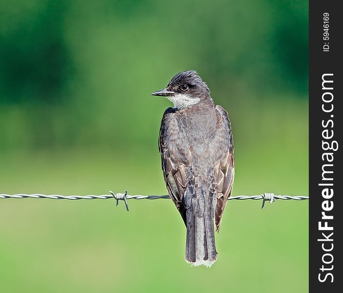 Eastern kingbird perched on a barbed wire fence