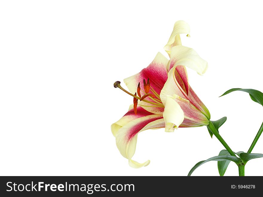 Pink lily flower isolated on a white