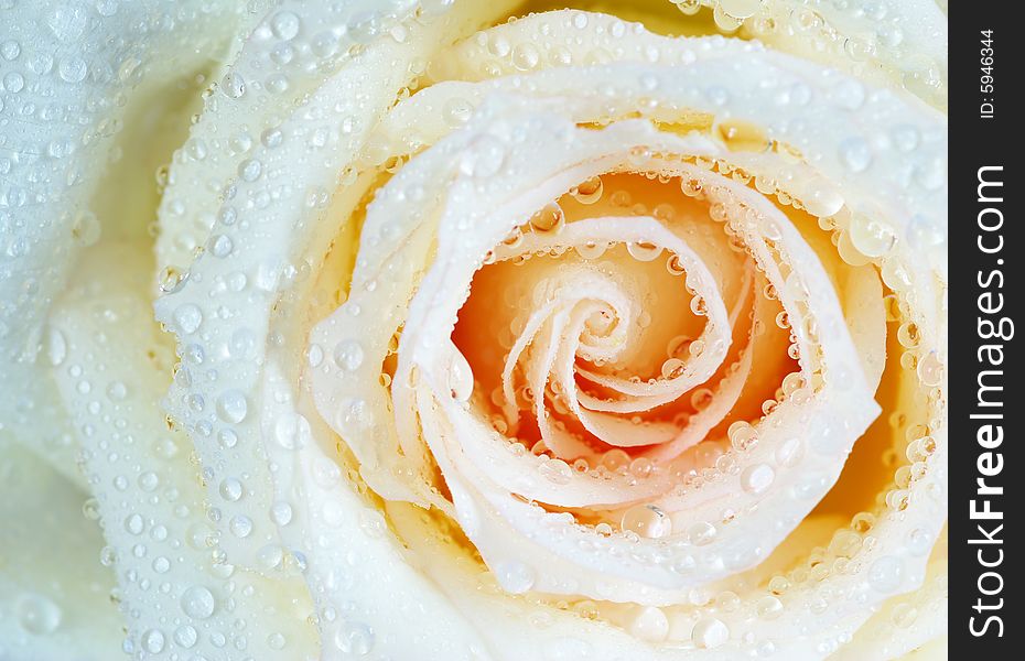 Macro of white rose with water drops
