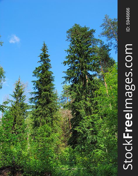 Summer forest in a sunny day, looking up