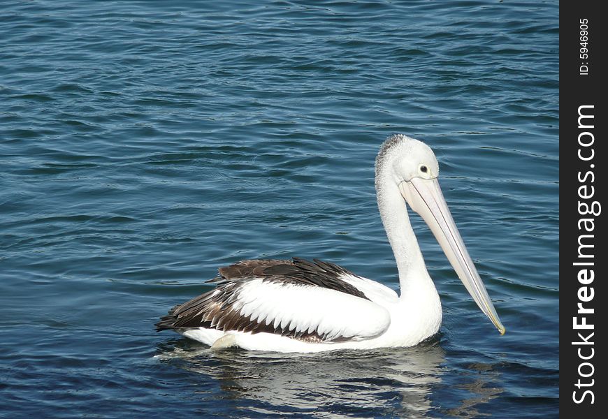 Australian Pelican swimming near the shore where people had been fishing hoping to find some scraps to eat. It had a partner with it. Australian Pelican swimming near the shore where people had been fishing hoping to find some scraps to eat. It had a partner with it.