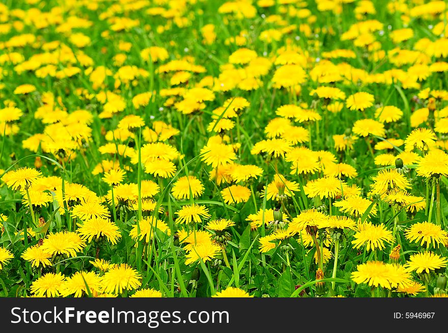 Dandelion meadow in spring with green grass