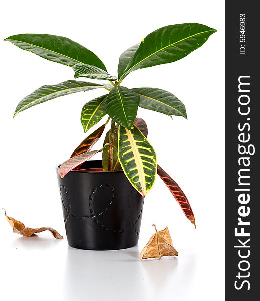 Isolated image on a wite backgound in studio plant. Isolated image on a wite backgound in studio plant.