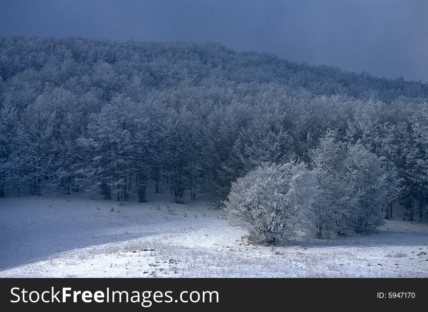 Beech frosted forest in winter. Beech frosted forest in winter