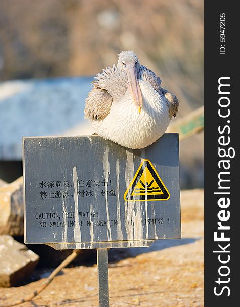 A pelican resting on the caution signboard. A pelican resting on the caution signboard.